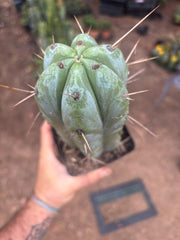 👑🌶️ Psycho0’  — Fat 9” Rooted Tip