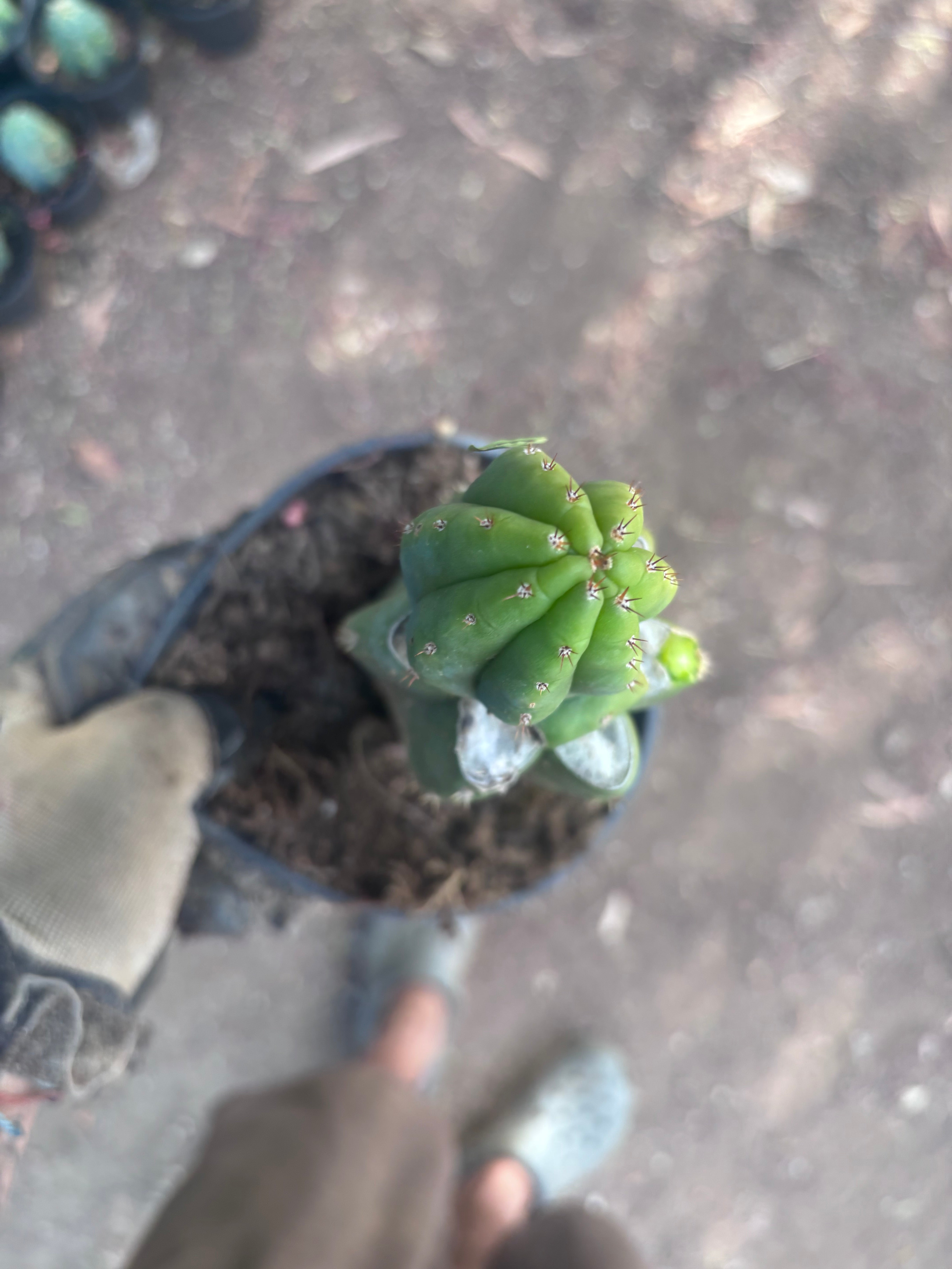 👑🌶️🌶️ KR04 — Rooted Slab Graft w/ Pup