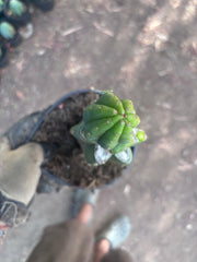 👑🌶️🌶️ KR04 — Rooted Slab Graft w/ Pup