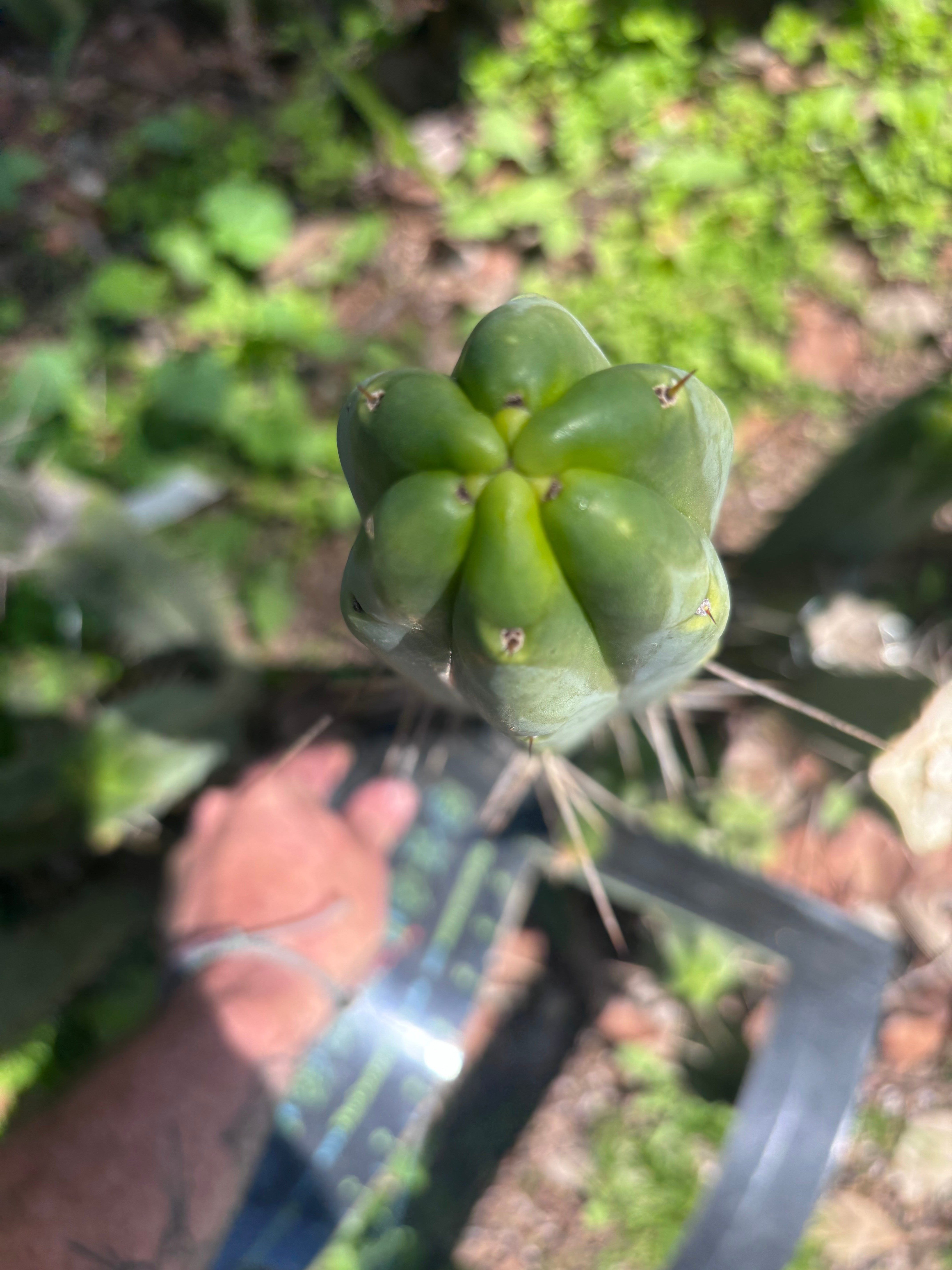 👑🌶️ BBB — 14” Tip
