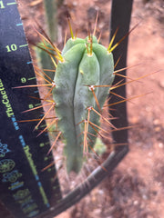 👑🌶️🌶️ Dulzura — 10” Tips (Restocked)