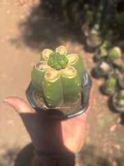 💎👑💎 Havran — Pup Graft on Rooted Pierre