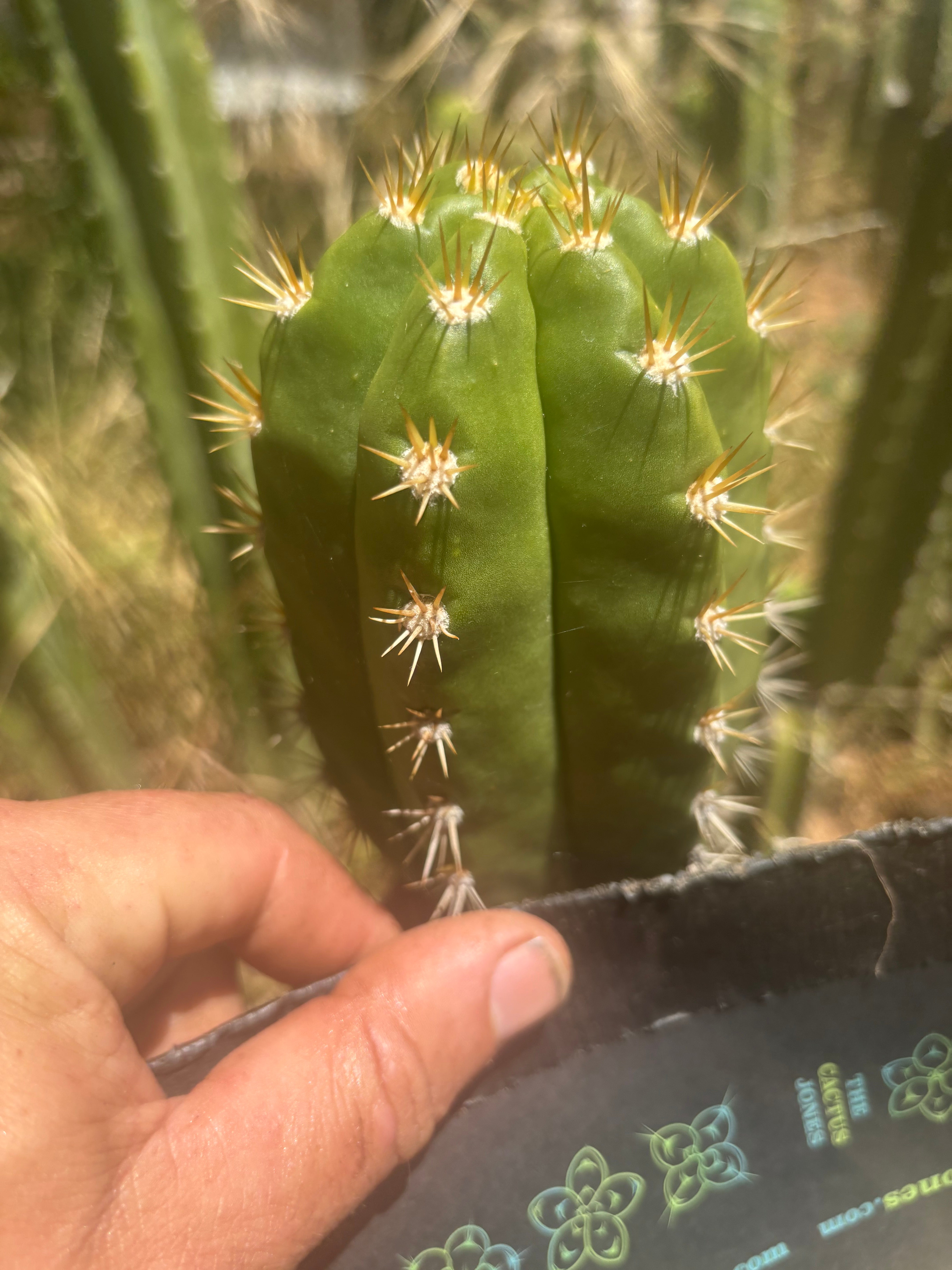 💎👑💎🌶️ CareBear — 4” Tip