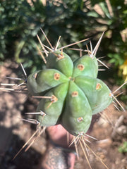 👑🌶️🌶️ Pala — Chubby 8” Tip