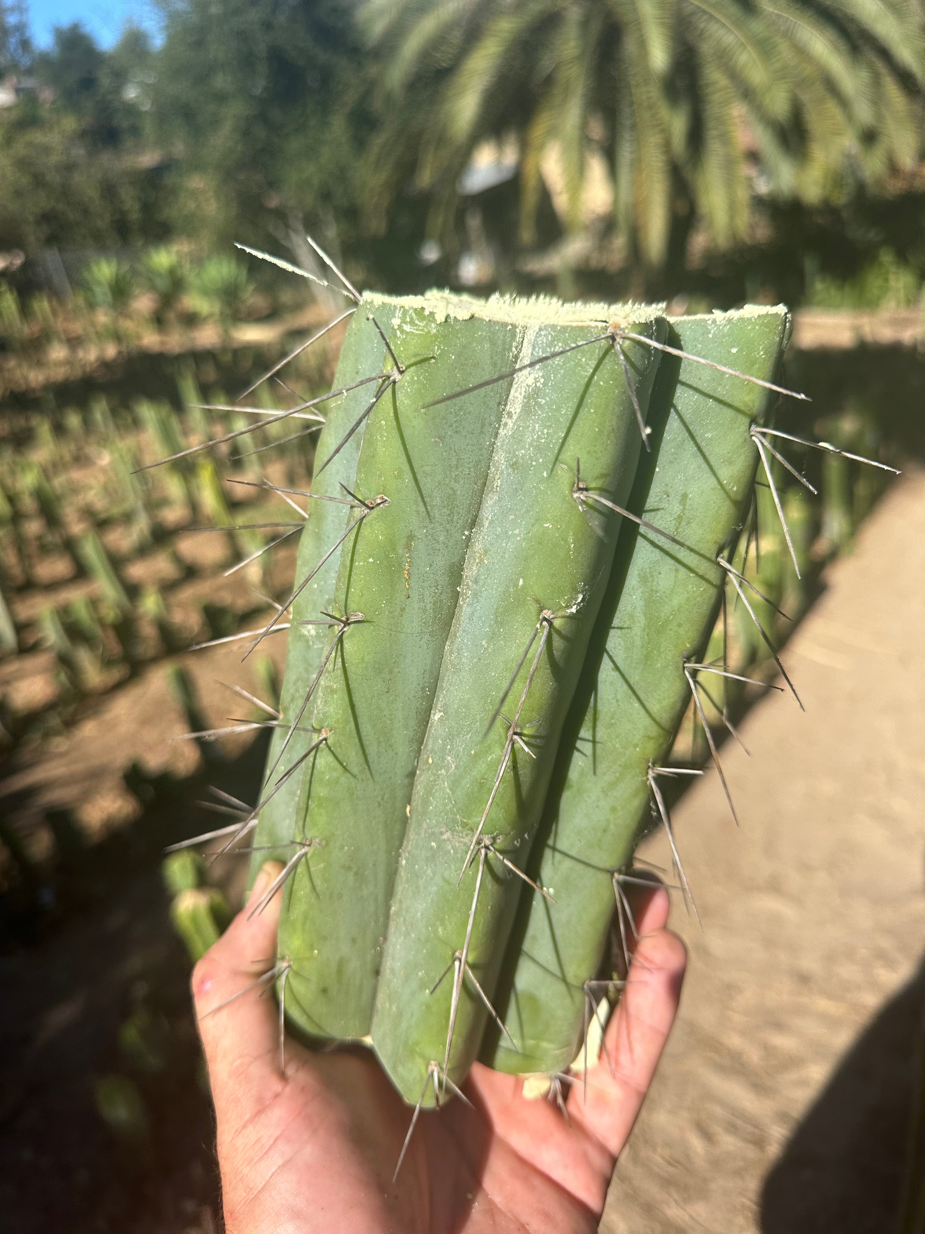 🌶️🌶️⚠️ E.R. — 9” Mega Mid (One More)