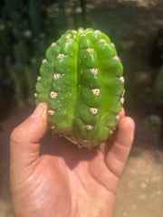 💎🦄💎 JS444 x Pluto (Cross Genus!) — Fat 5” Grenade