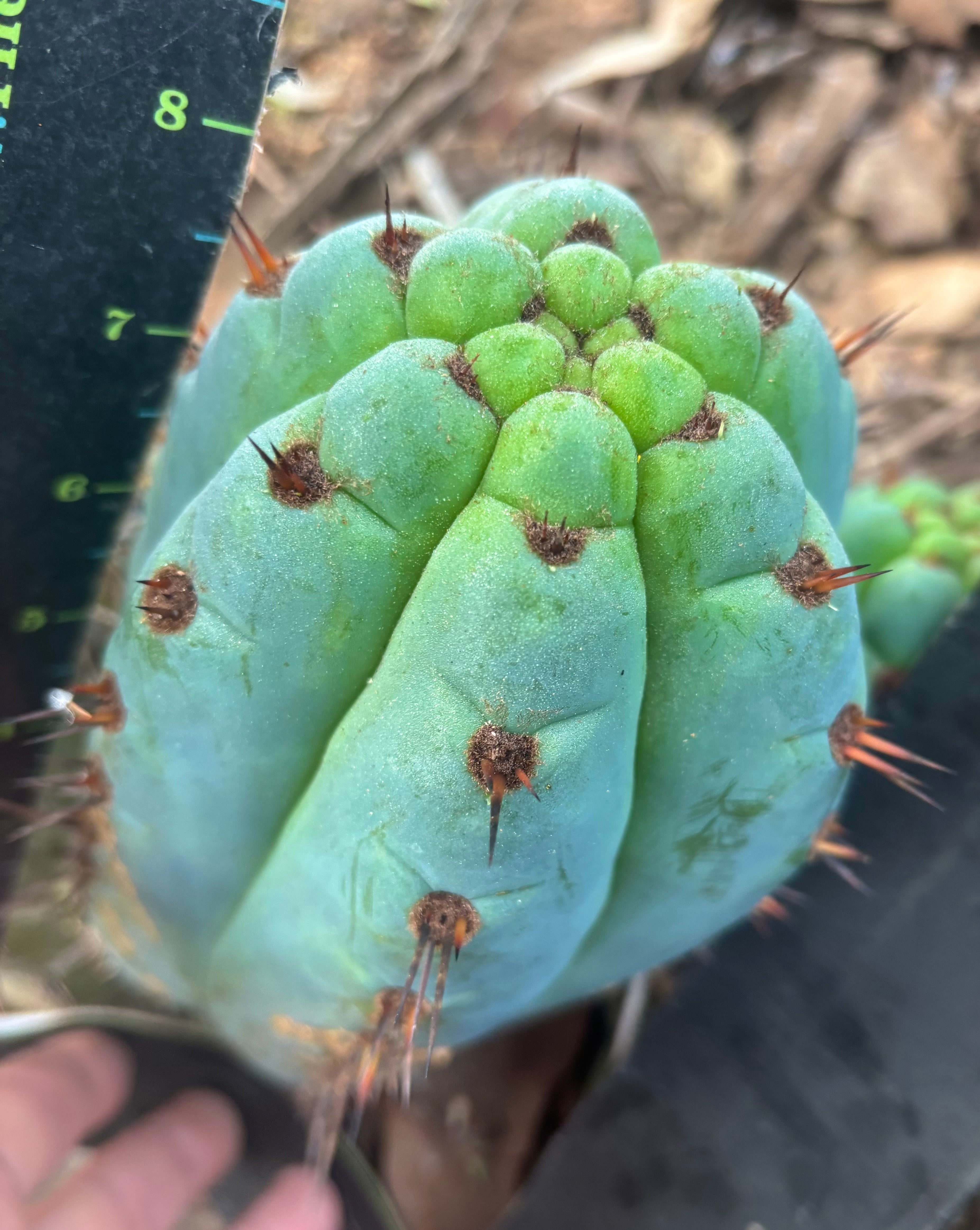 💎👑 Papa Smurf — 8” Chonk Melon