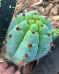 💎👑 Papa Smurf — 8” Chonk Melon