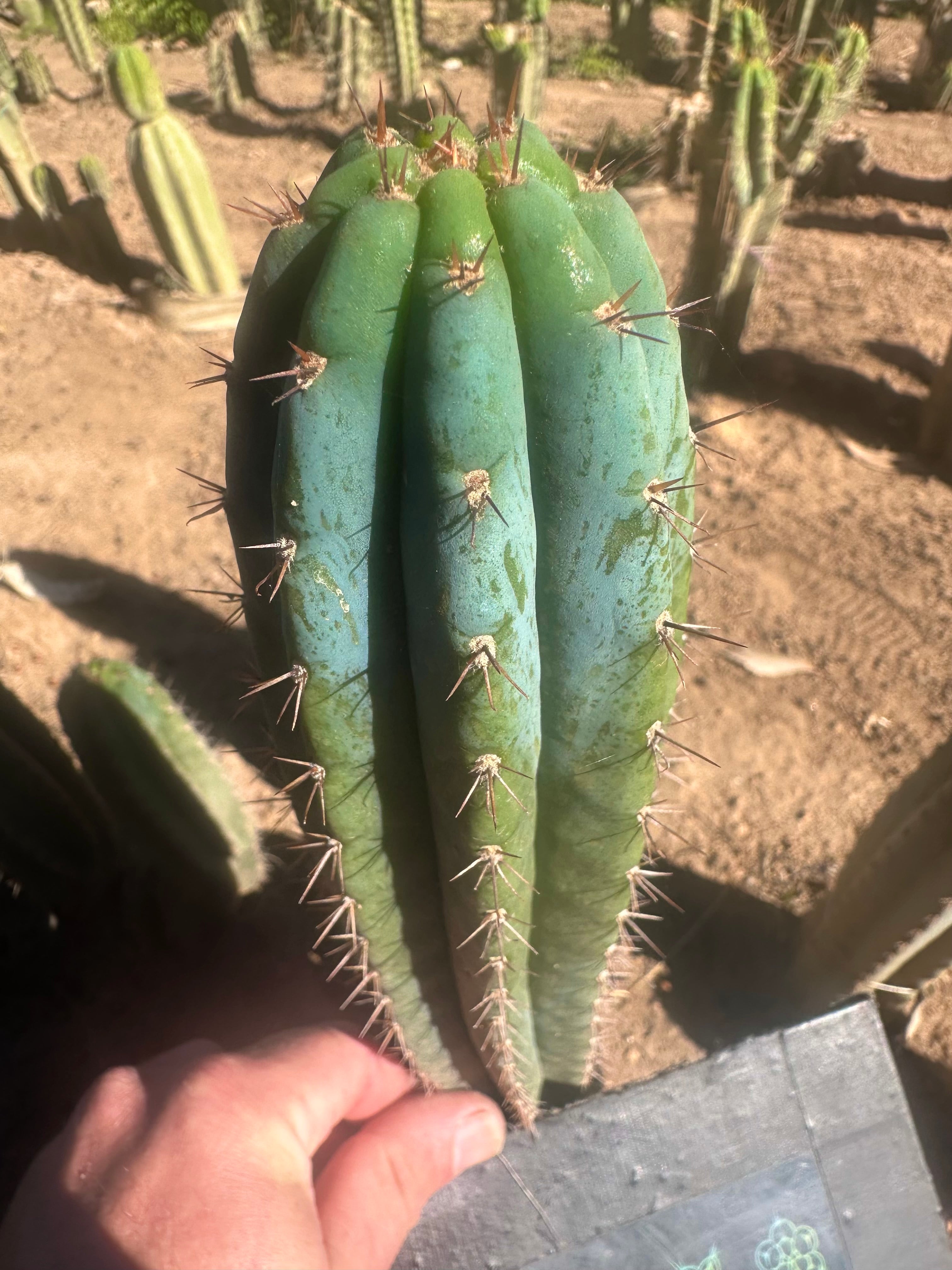 💎👑 Ferret— 10” Tip