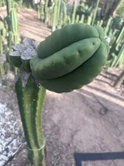 💎👑💎🌶️ Ferah — FAT Melon Pup