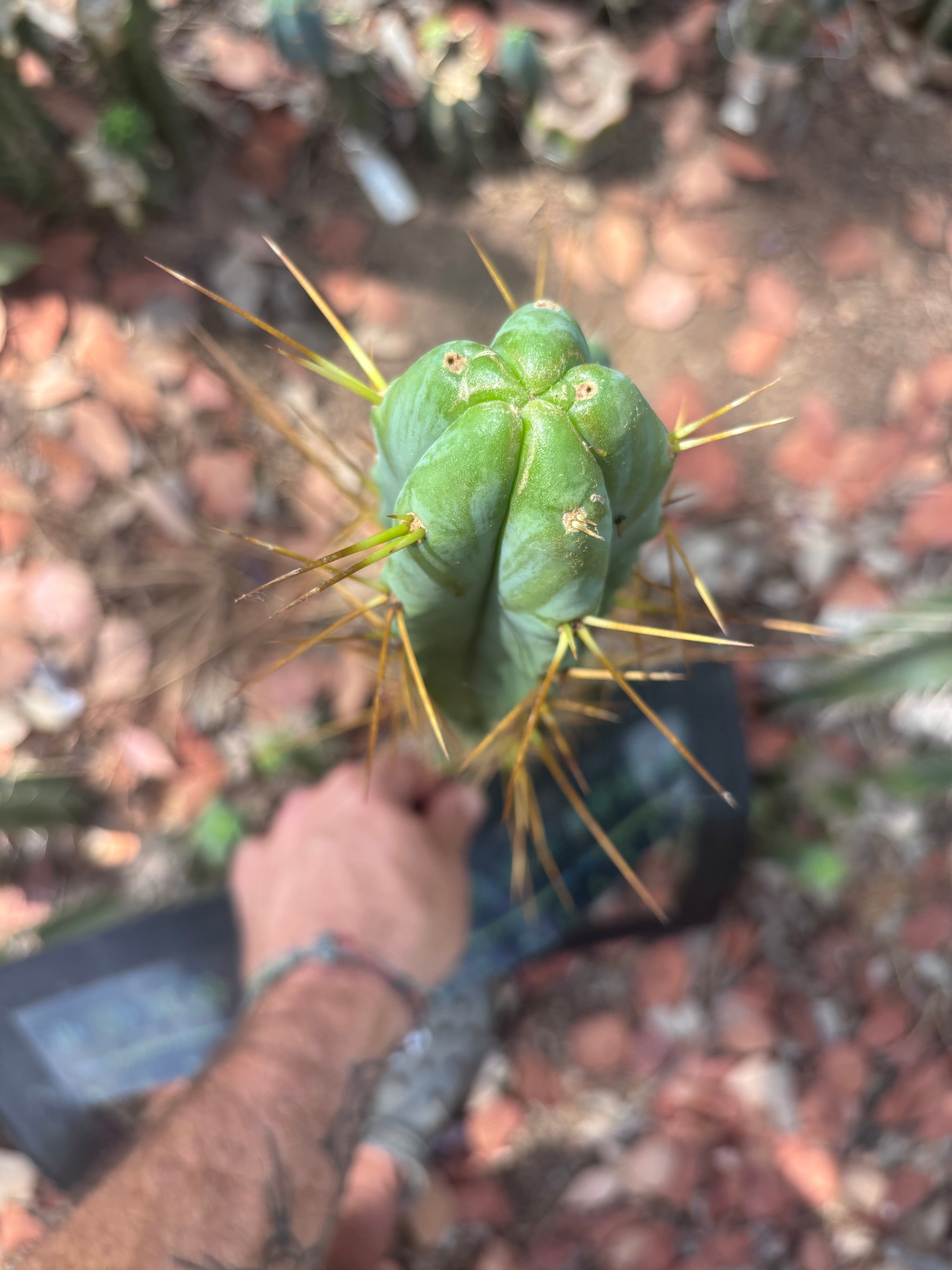 🌶️ Psycho0’ x Sina — 14” Tip