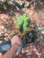 🌶️ Psycho0’ x Sina — 14” Tip