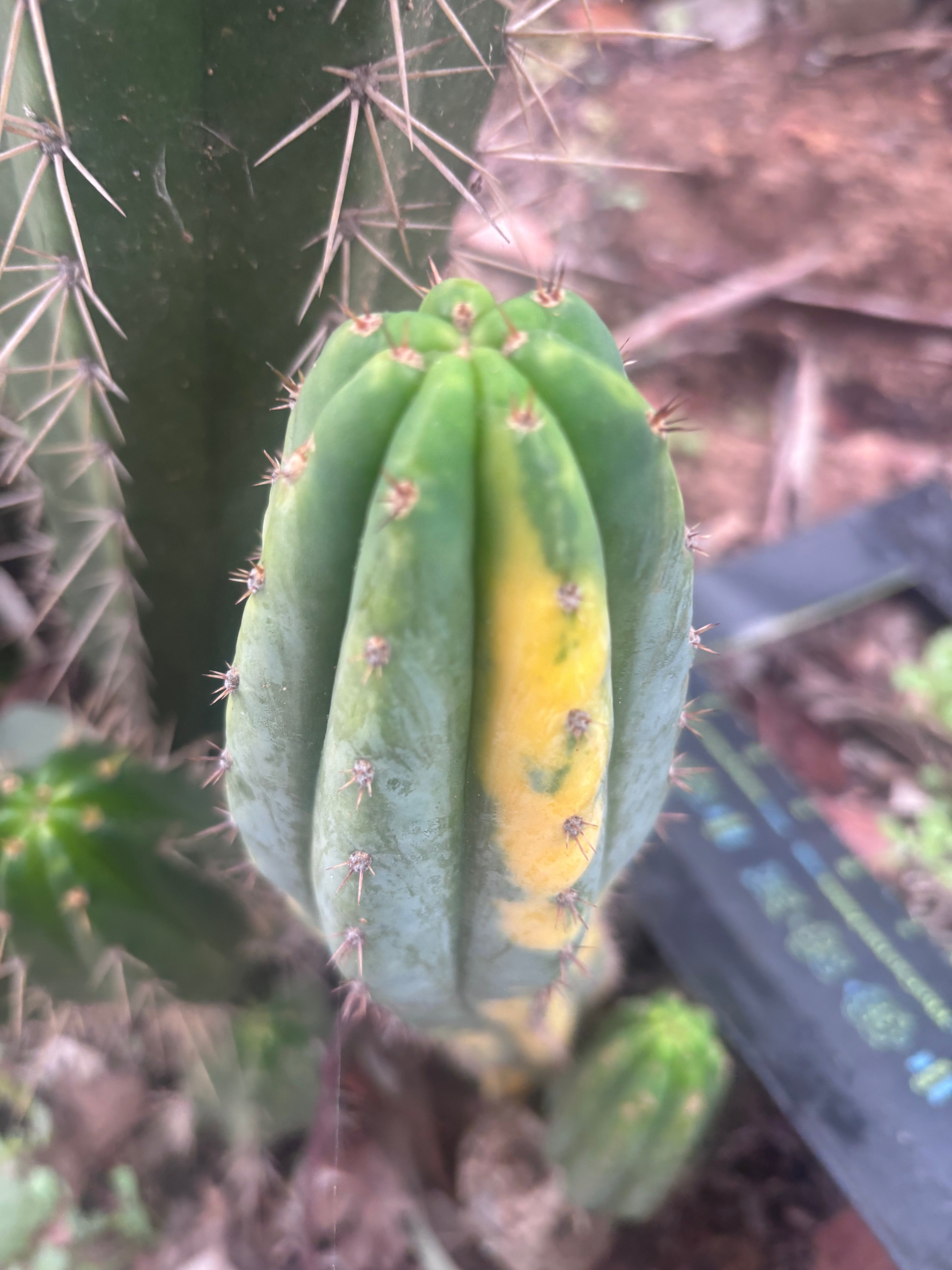 💎 Vari Pachanoi — 7.5” Tip