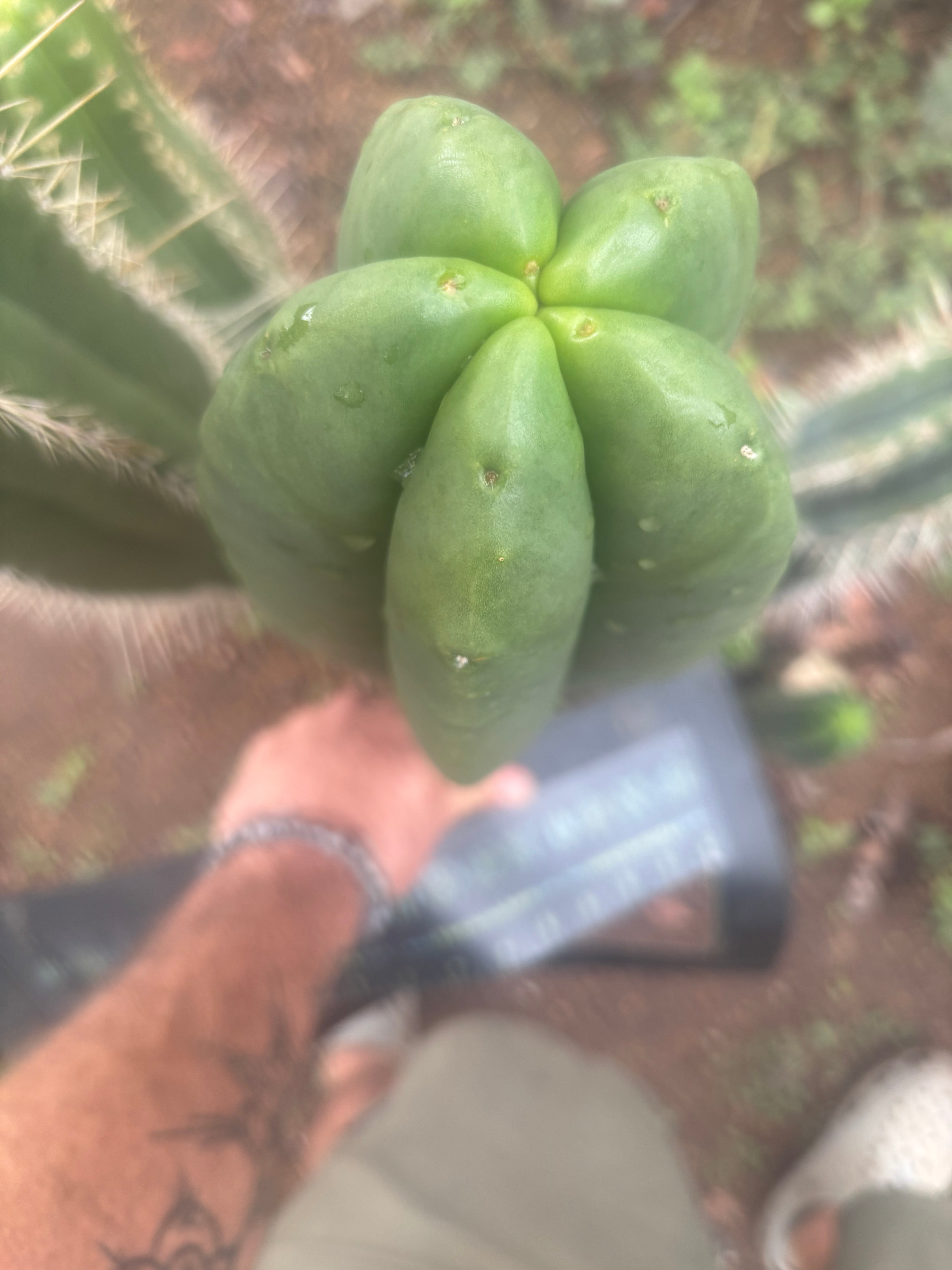 💎👑💎 Hulk  — *MASSIVE* XXL 16” Tip