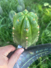 💎👑💎🌶️ CareBear — 5” Tip