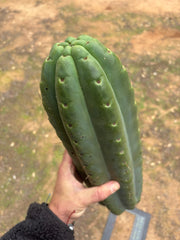 💎🌶️ SS02 x Yowie — MASSIVE 15” Tip