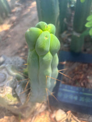 👑💎🌶️ Caballero — 11” Pup