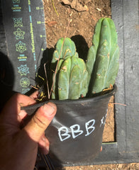 👑🌶️ BBB — Lot of 3 Rooted Tips