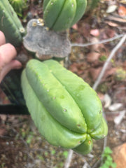 👑🌶️ Zulk — 8” Pup Melon