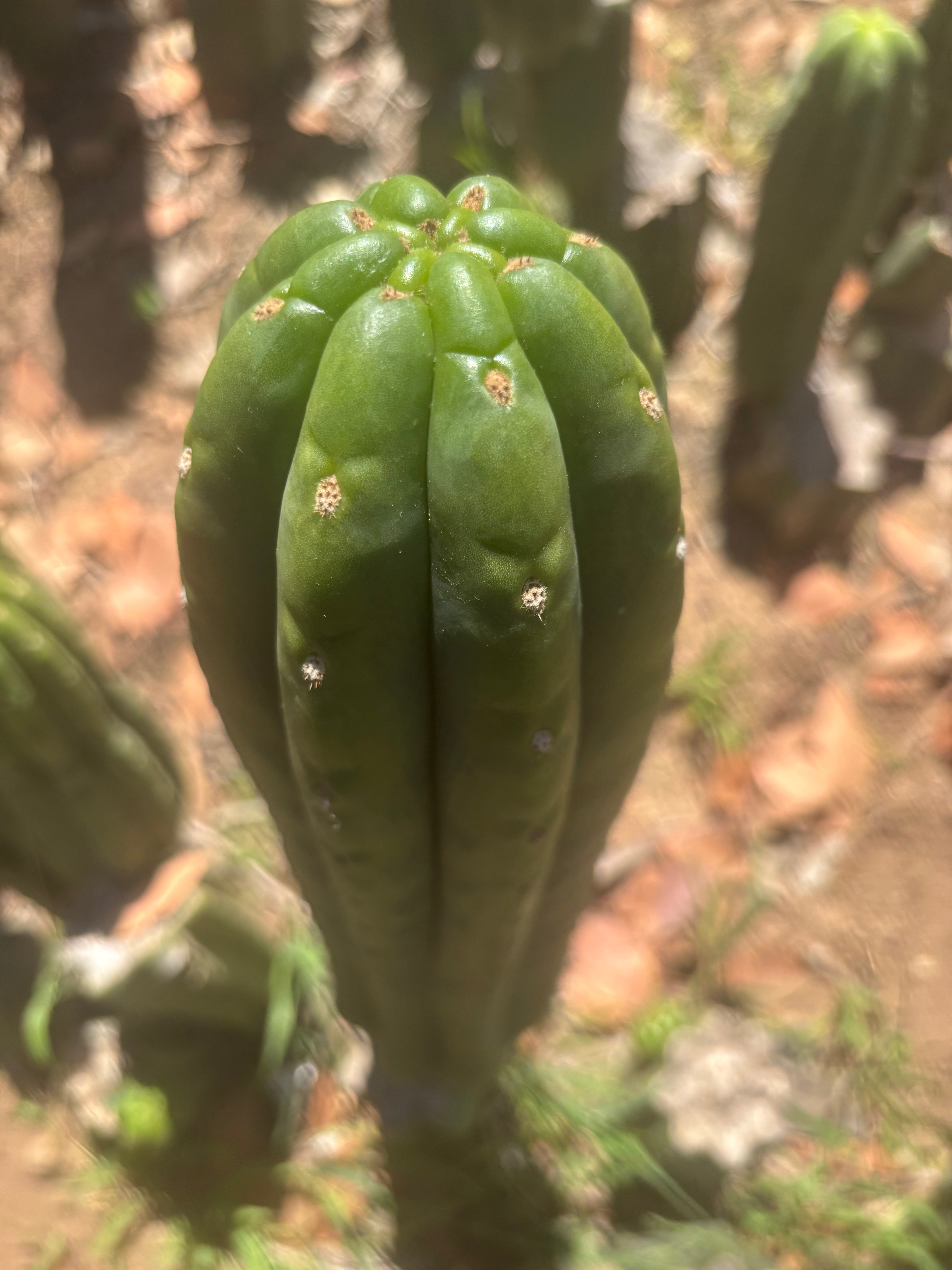 💎👑🌶️ The Field’s Pachanoi — XL 15” Pup