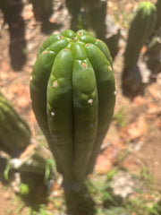 💎👑🌶️ The Field’s Pachanoi — XL 15” Pup
