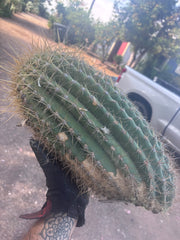 💎💎 T. Atacamensis — MASSIVE 17” Pups