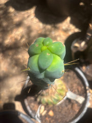 💎👑🌶️ Monster De Cota Cota — 8” Tip