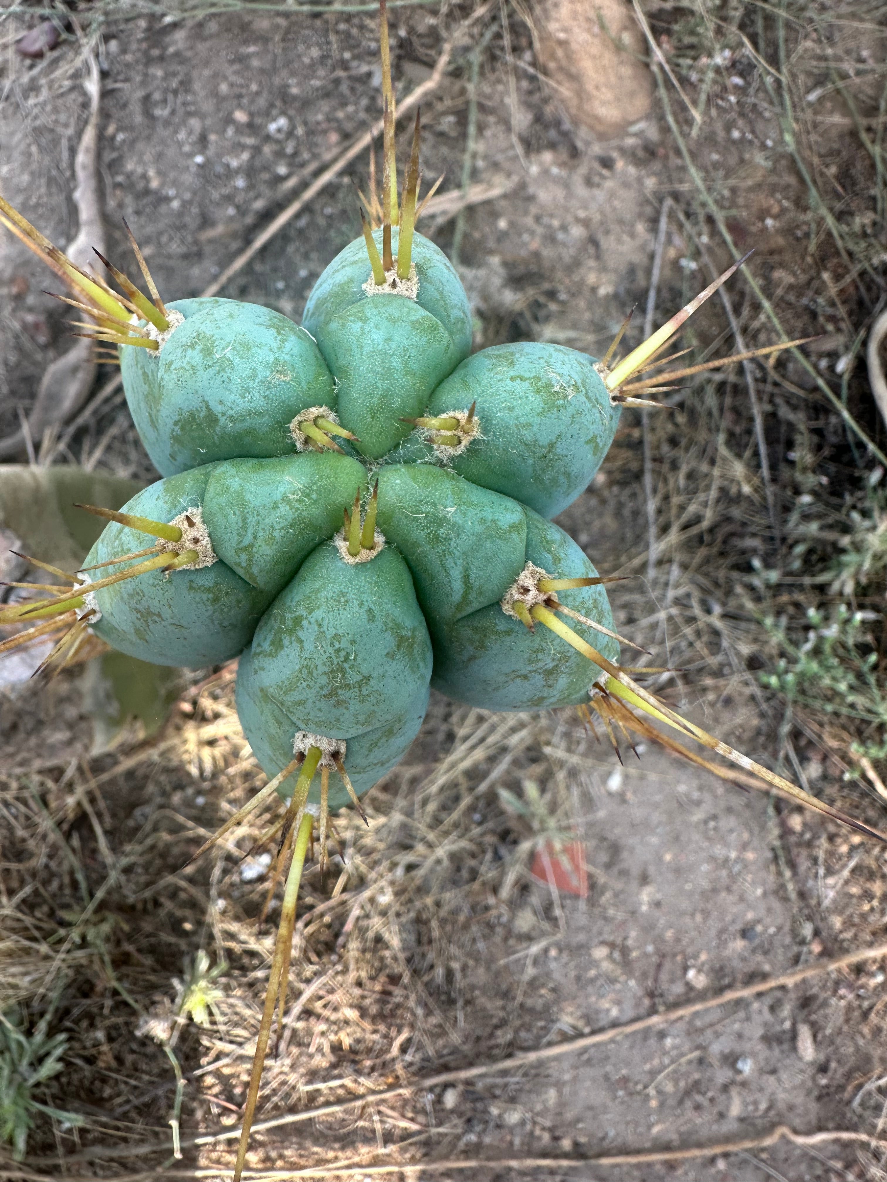 👑 Lotusland Huanucoensis — Fat 12” Pup