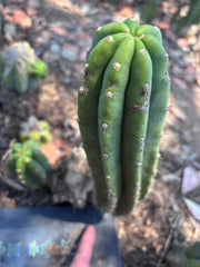 👑🌶️🌶️ Landfill — Another 10” Pup