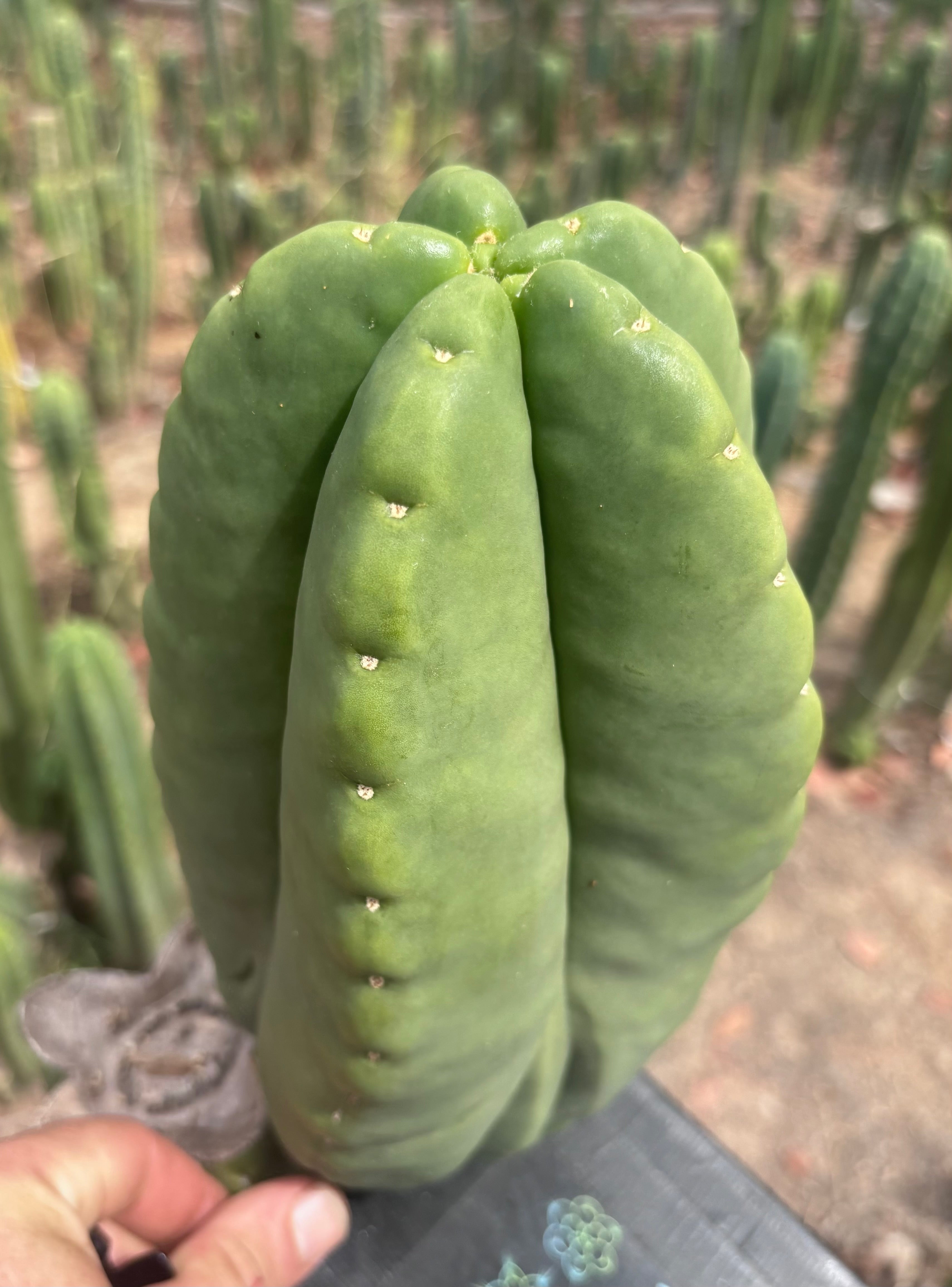💎👑💎🌶️ Ferah — Massive 10” Melon!