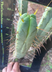 👑💎🌶️ Shulgin — 13” Fourwang Pup