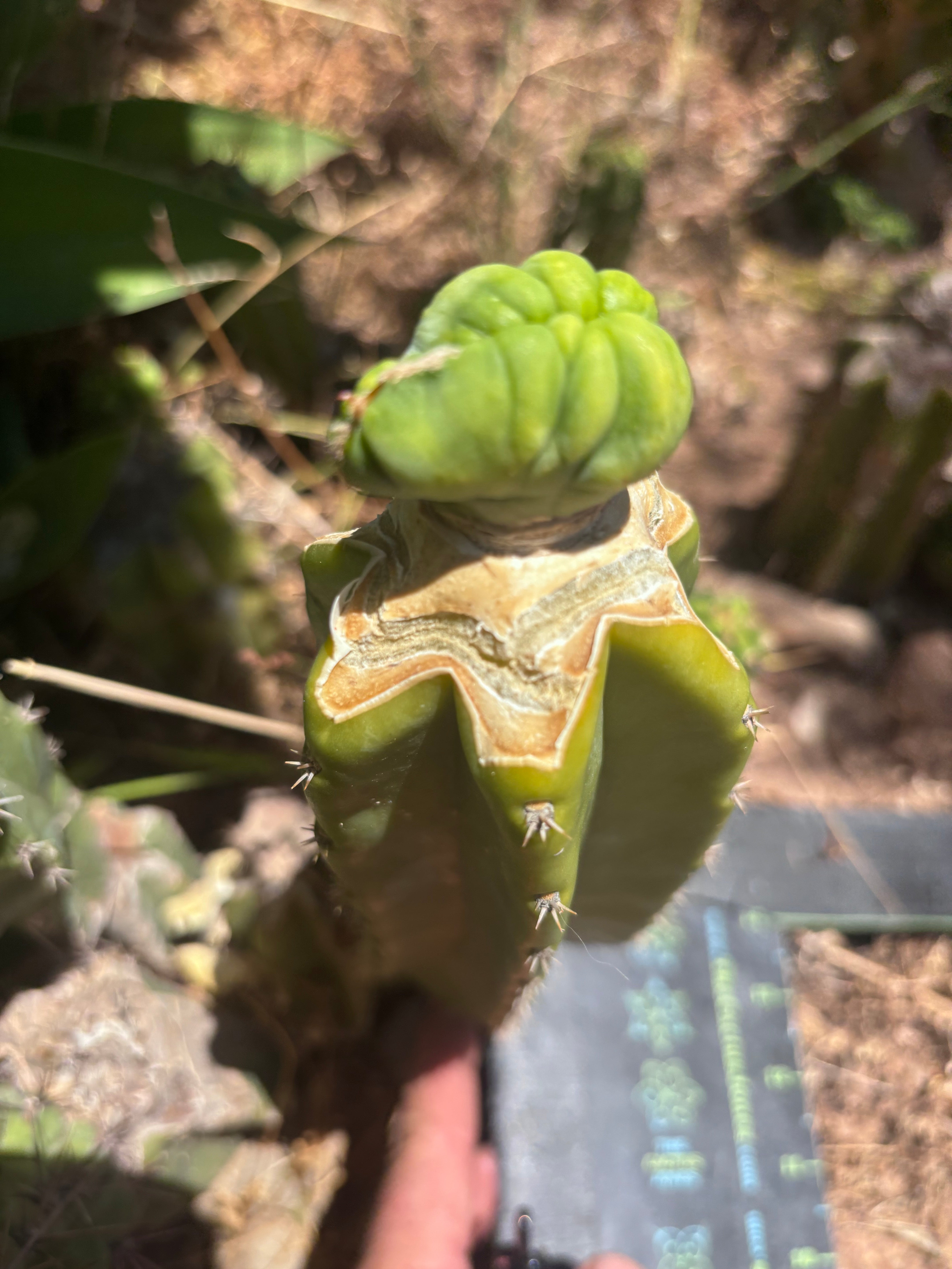👑💎🌶️🌶️ TBMC — Established Graft