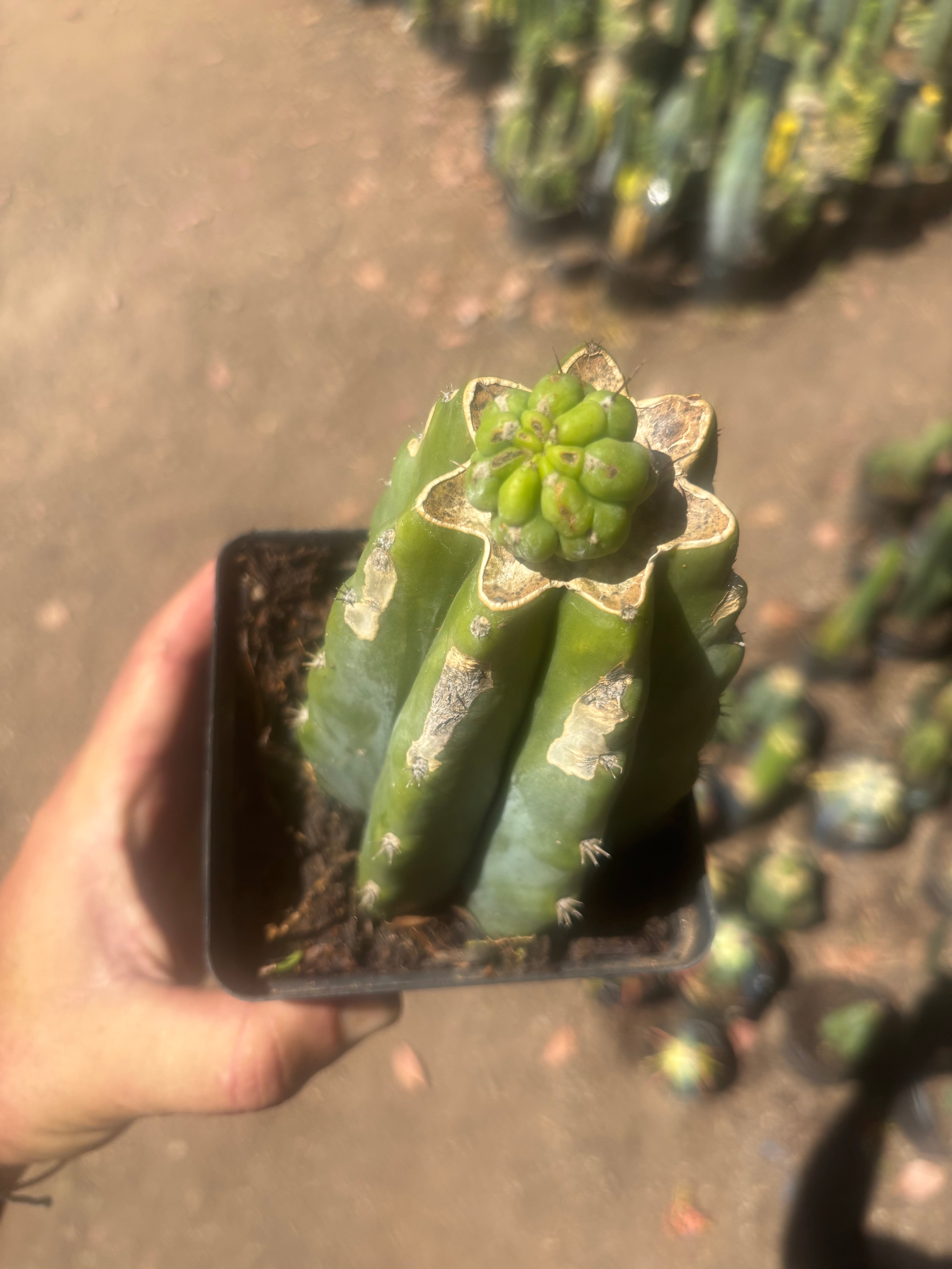 💎👑💎 Havran — Pup Graft on Rooted PC