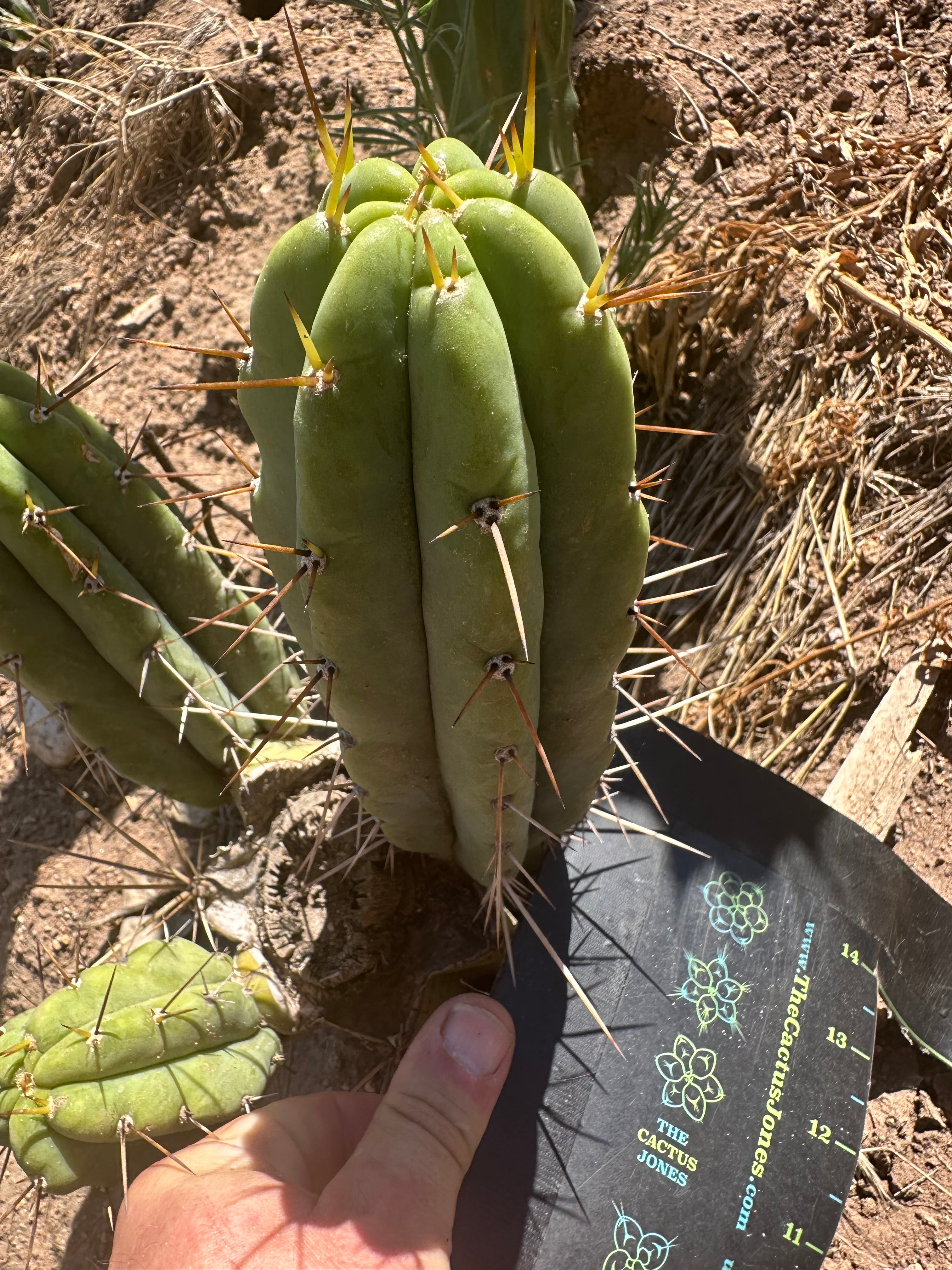 🌶️🌶️⚠️ E.R. — 9” Pup