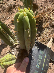 🌶️🌶️⚠️ E.R. — 9” Pup