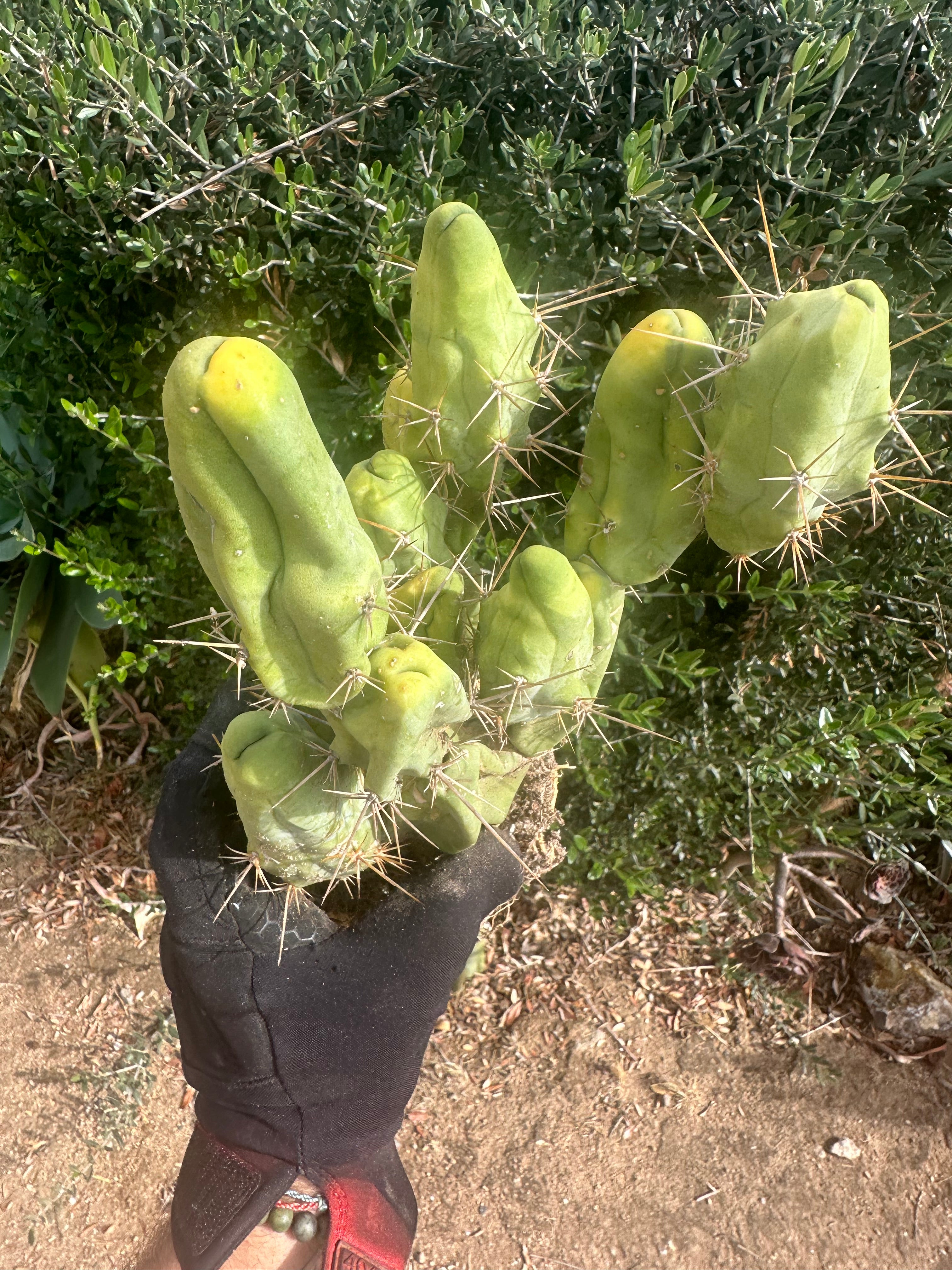 👑🌶️🌶️  TBM  — XXL Rooted Cluster