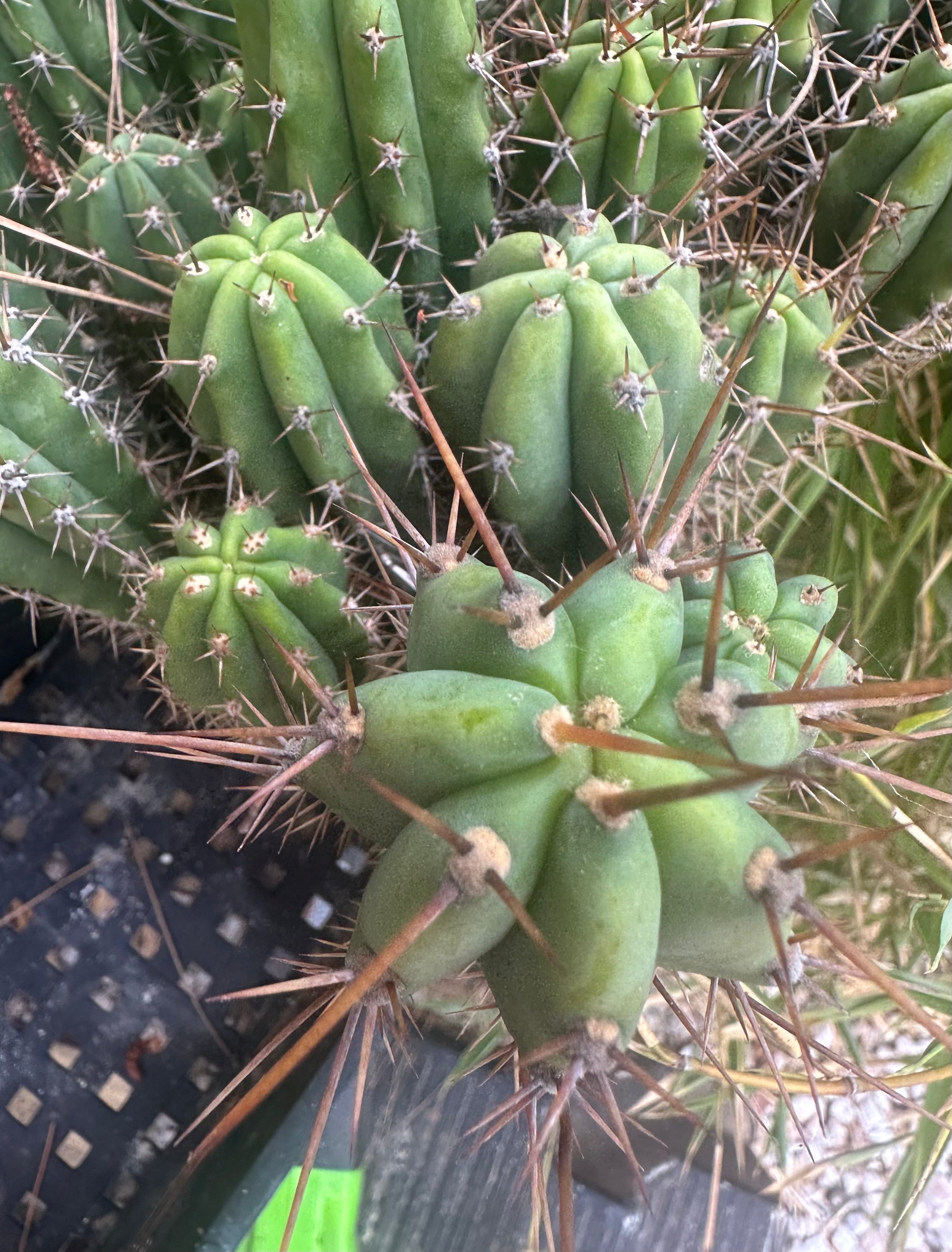 Latest Seedlings! Ventucky Blue x Fillmore