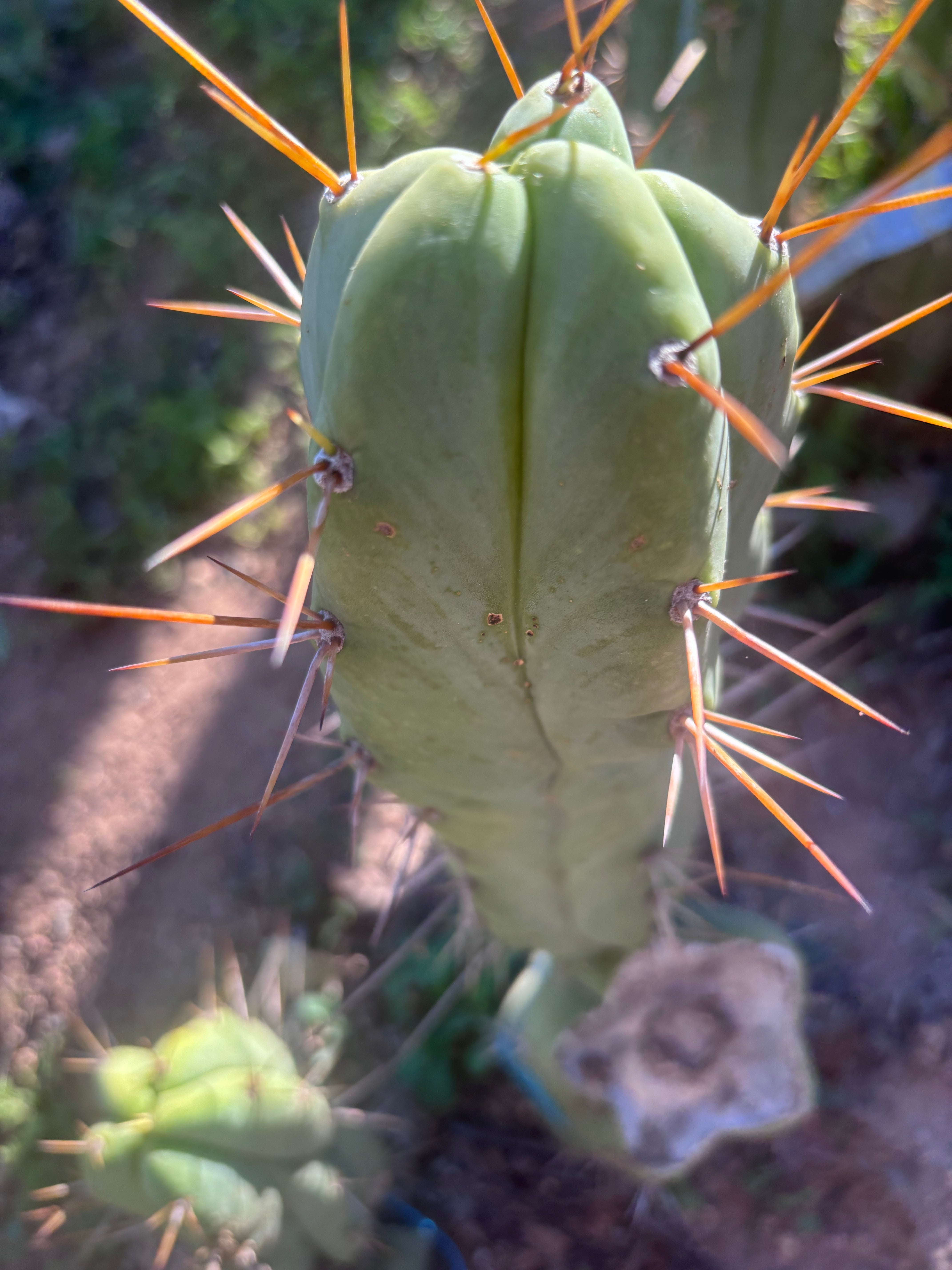 💎👑🌶️ Bruce — 10” Pup