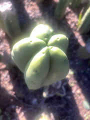 💎👑💎🌶️ Ferah — FAT 9” Tip