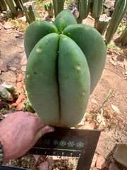 👑🌶️ Zulk — Thick 10” Tip