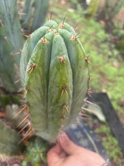 👑🌶️ Kimnach — Beefy 10” Tip