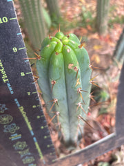 👑🌶️🌶️ Pala — 9” Tip Again