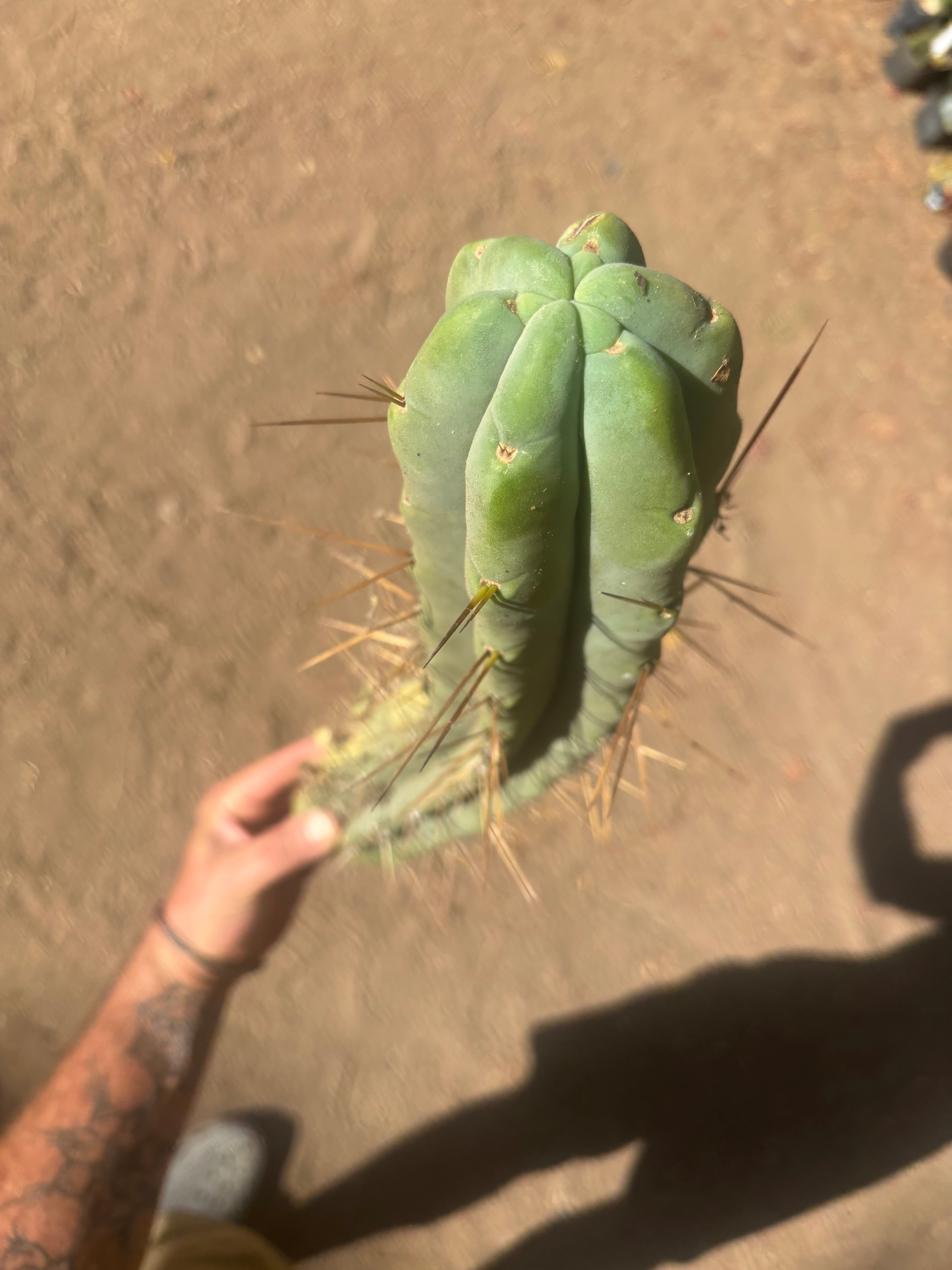 👑🌶️🌶️ Eileen — XL 18” Pup