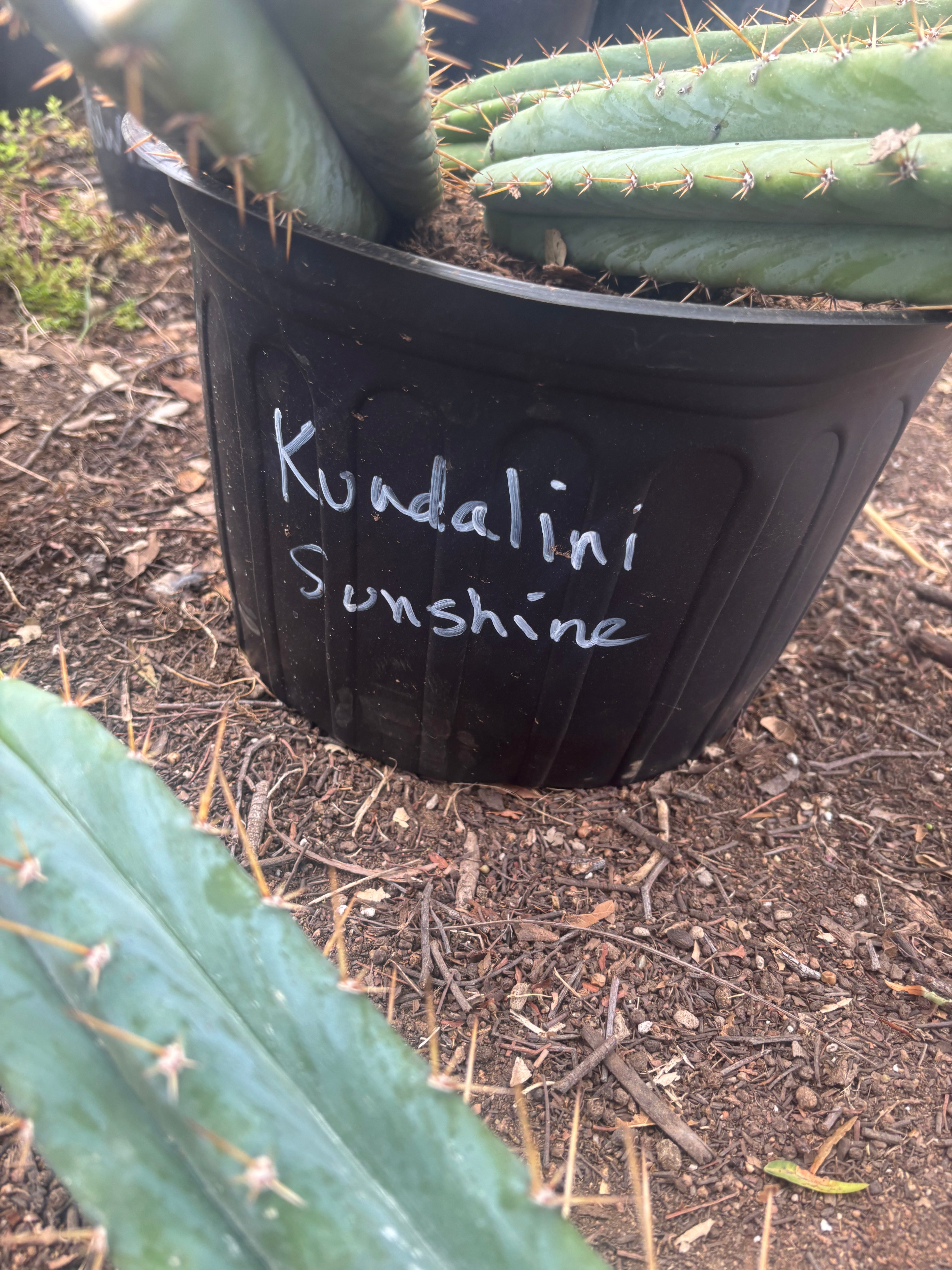 👑🌶️  Kundalini Sunshine — 14” Tip
