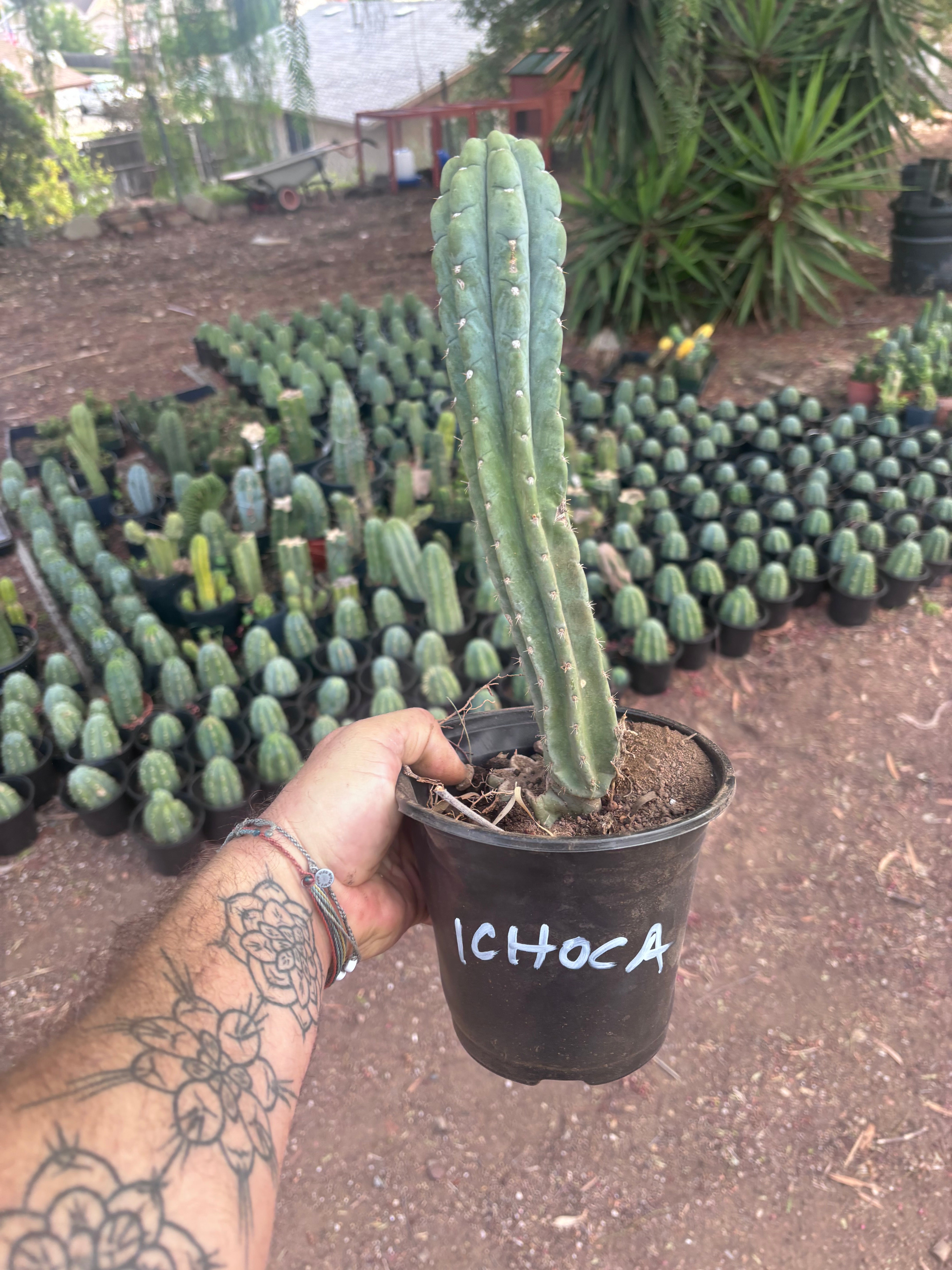 💎👑🌶️  Ichoca — 11” Rooted