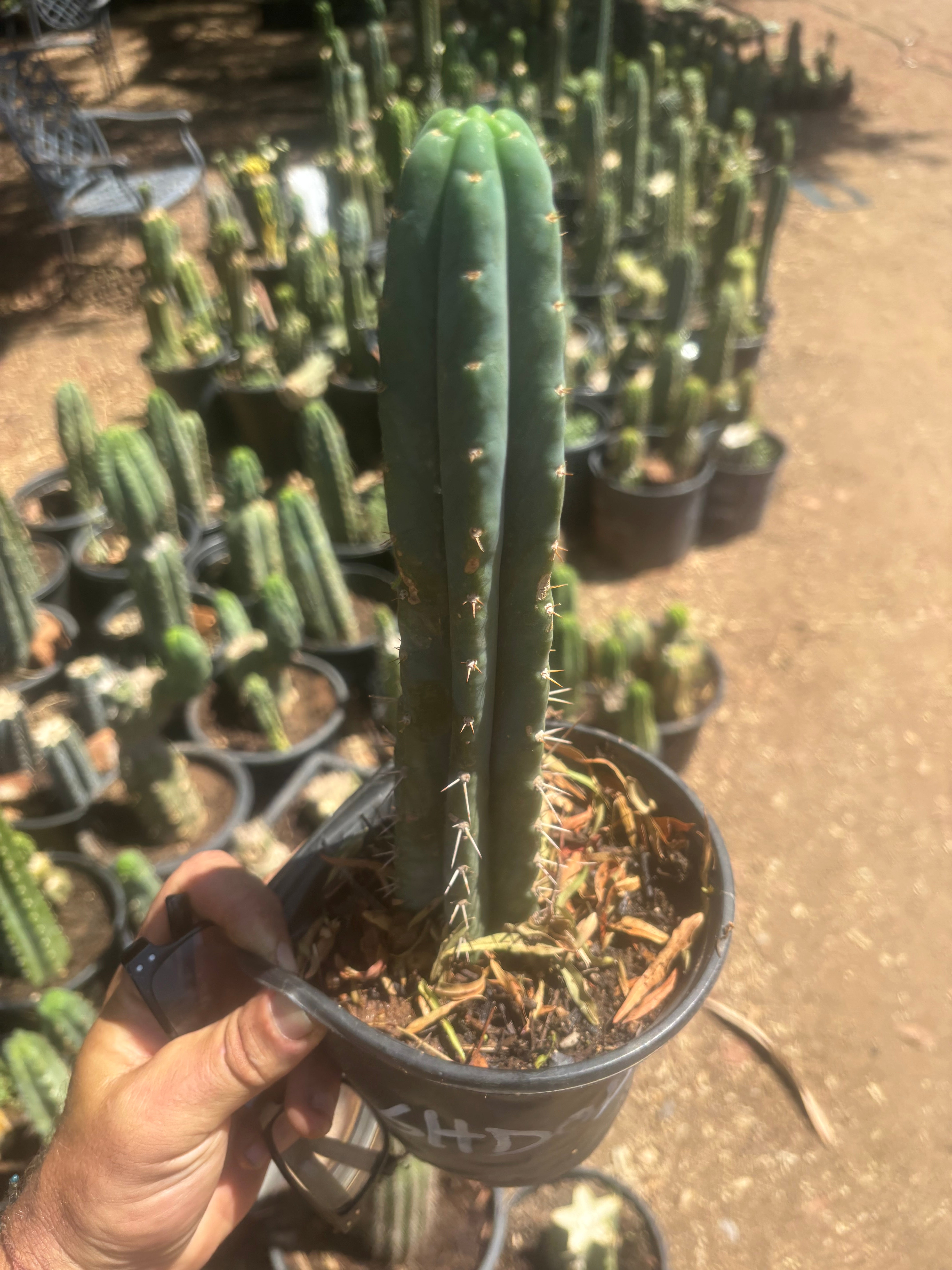 👑🌶️  Ashdod — Rooted 12” Tip