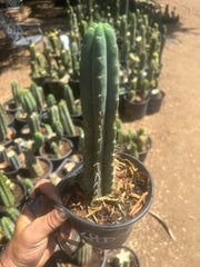 👑🌶️  Ashdod — Rooted 12” Tip