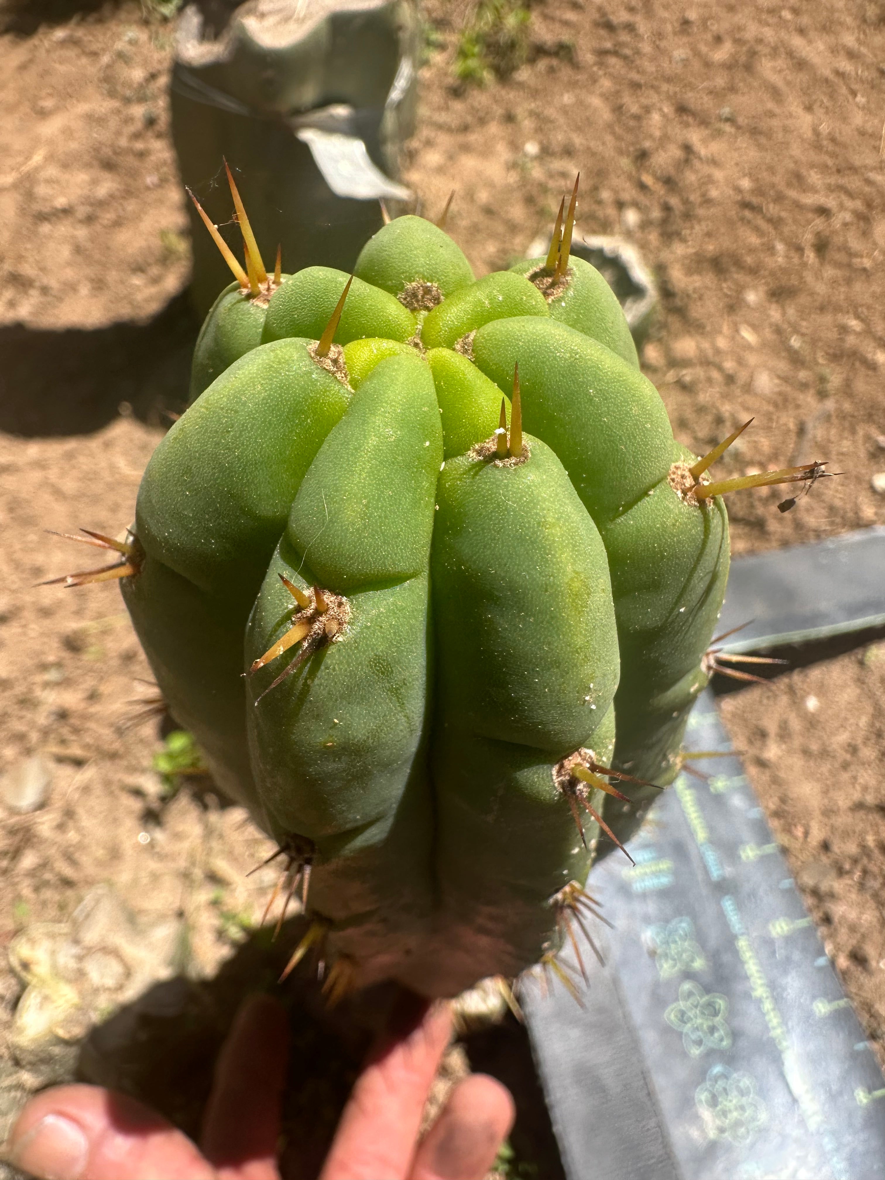 💎👑🌶️🌶️ Austy’s Bomb (TNT) — 11” Pup