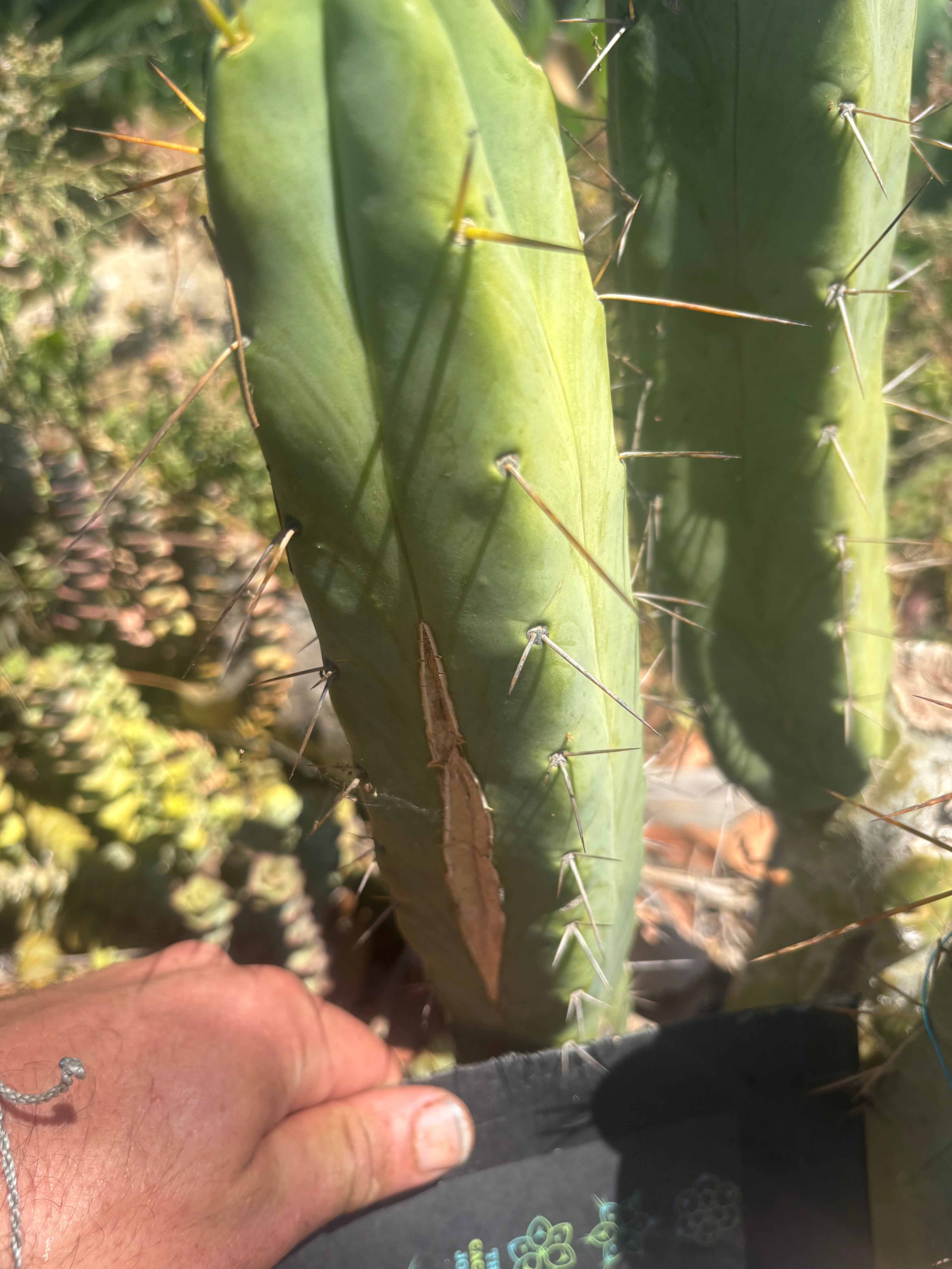 💎👑🌶️ Platform 9 3/4  — 10” Tip