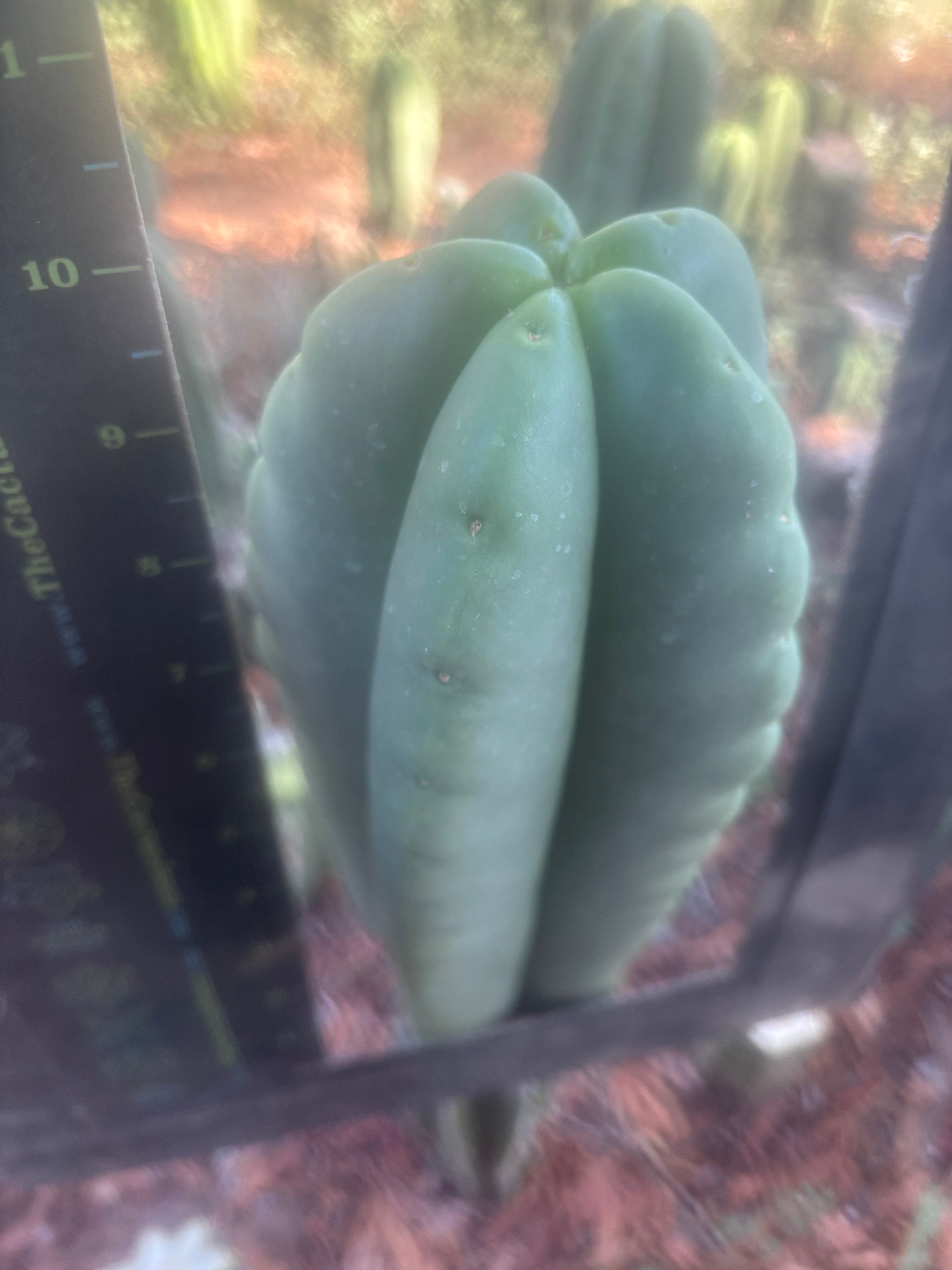 💎👑🌶️ Ferah — FAT 10” Tip